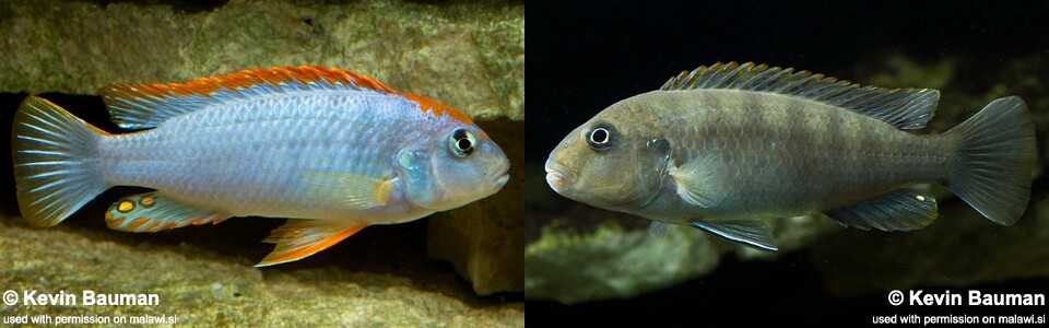 アフリカンシクリッド  Pseudotropheus perspicax red top WILD 6〜7㎝#1 a_1685474087744.png?v=1685474102